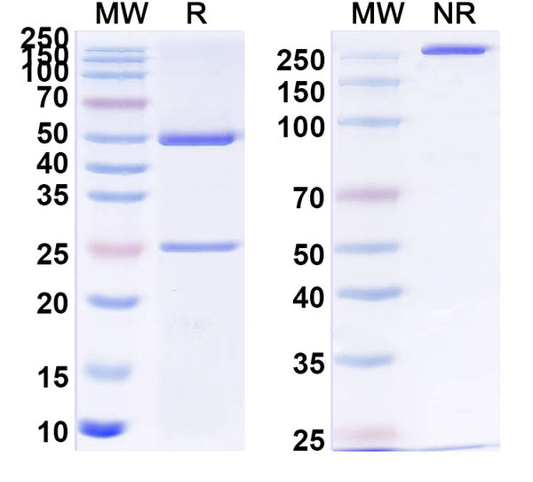 Detects Human APP/Amyloid beta in indirect ELISAs.