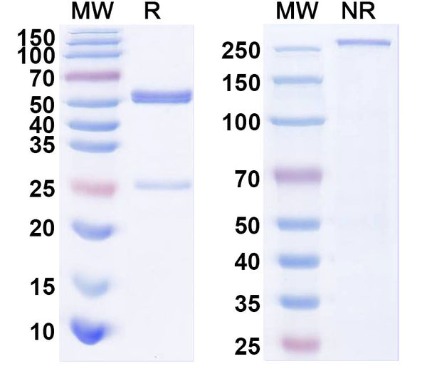 SDS-PAGE for Anti-Human APP/Amyloid beta Antibody (PFA1)