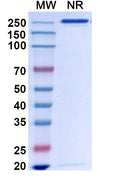 Anti-Human APP Reference Antibody (Bapineuzumab) – Figure 1 of 1