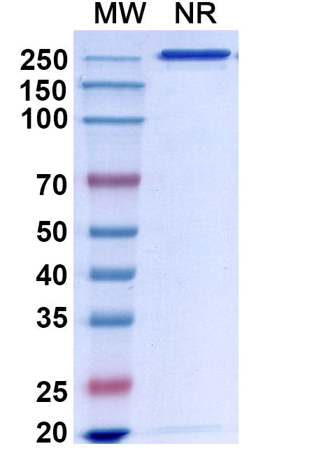 Anti-Human APP Reference Antibody (Bapineuzumab) – Figure 1 of 1