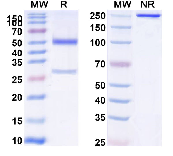 Anti-Human APP/Amyloid beta Reference Antibody (MEDI1814) – Figure 1 of 2