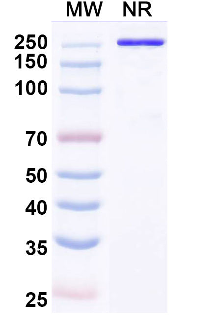Anti-Human APP Reference Antibody (Usilnetug) – Figure 1 of 1