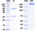 Anti-Human APP/Protease Nexin II (Amyloid beta) Reference Antibody (Dalidnetug) – Figure 1 of 1
