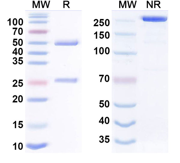 Anti-Human APP/Protease Nexin II (Amyloid beta) Reference Antibody (Dalidnetug) – Figure 1 of 1