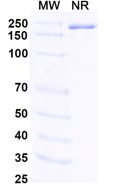 Research Grade Fabrazyme/Agalsidase alfa – Figure 1 of 1