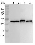 Western blot analysis was performed using anti-MYL1 polyclonal antibody at 1ug/mL on various samples.
Lane 1: Mouse skeletal muscle lysate
Lane 2: Mouse skin lysate
Lane 3: Rat skeletal muscle lysate
Lane 4: Rat skin lysate
