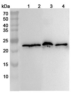 Western blot analysis was performed using anti-MYL1 polyclonal antibody at 1ug/mL on various samples.
Lane 1: Mouse skeletal muscle lysate
Lane 2: Mouse skin lysate
Lane 3: Rat skeletal muscle lysate
Lane 4: Rat skin lysate