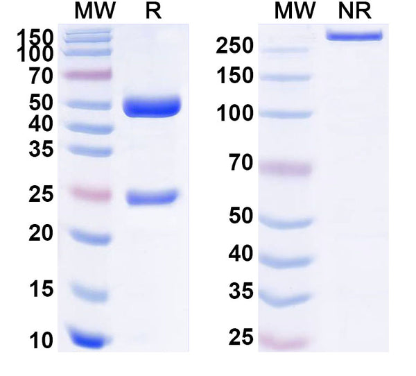 SDS-PAGE for Anti-Human RET/c-RET Antibody (SAA1768)