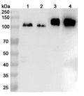 Western blot analysis was performed using anti-ITGB1 polyclonal antibody at 1ug/mL on various samples.
Lane 1: Hela cell lysate
Lane 2: HUVEC cell lysate
Lane 3: Mouse spleen lysate
Lane 4: Rat spleen lysate