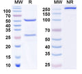 SDS-PAGE for Anti-Human total PSA/tPSA Monoclonal Antibody (1A272)