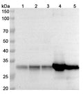 Western blot analysis was performed using anti-CYC1 polyclonal antibody at 1μg/ml on various samples.
Lane 1: A549 cell lysate
Lane 2: A375 cell lysate
Lane 3: LO2 cell lysate
Lane 4: Mouse brain lysate
Lane 5: Mouse kidney lysate
Lane 6: Mouse liver lysate