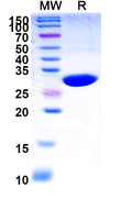 Anti-Human VWF Reference Antibody (Caplacizumab) – Figure 1 of 1