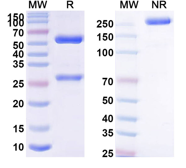 Anti-Human Von Willebrand Factor Reference Antibody (Ajw200) – Figure 1 of 1