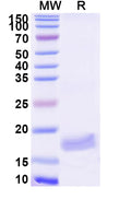 SDS-PAGE for Anti-Human VWF Nanobody (SAA1195)