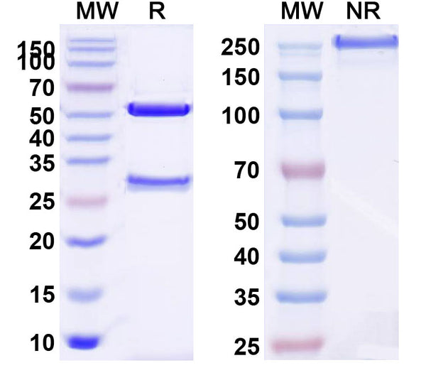 SDS-PAGE for Anti-Human VWF Antibody (NMC-4)