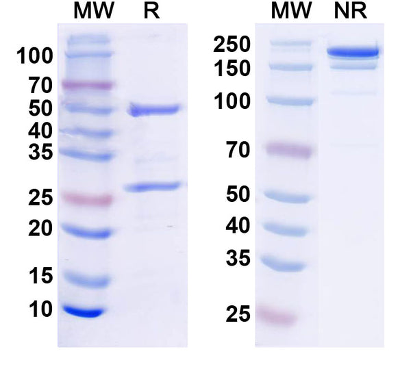 SDS-PAGE for Anti-Human S100B Monoclonal Antibody (1A295)