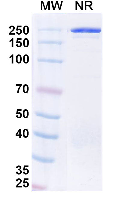 Anti-Human CD20 Reference Antibody (Ofatumumab, Full IgG) – Figure 1 of 1
