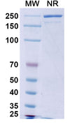 Anti-Human CD20 Reference Antibody (Obinutuzumab) – Figure 1 of 2