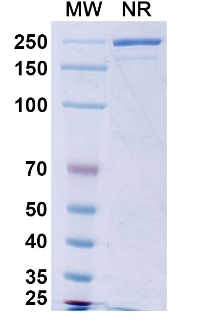 Anti-Human CD20 Reference Antibody (Obinutuzumab) – Figure 1 of 2