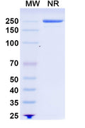 Anti-Human CD20 Reference Antibody (Rituximab, Chimeric IgG1) – Figure 1 of 1
