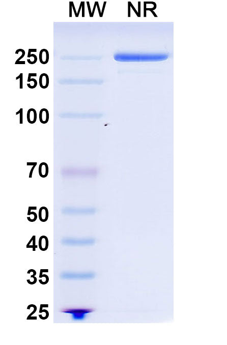 Anti-Human CD20 Reference Antibody (Rituximab, Chimeric IgG1) – Figure 1 of 1