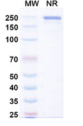 Anti-Human CD20 Reference Antibody (Ublituximab) – Figure 1 of 1