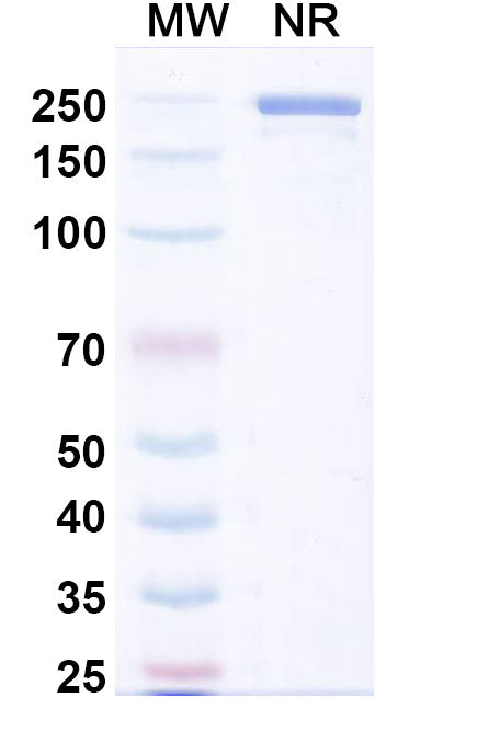 Anti-Human CD20 Reference Antibody (Ublituximab) – Figure 1 of 1