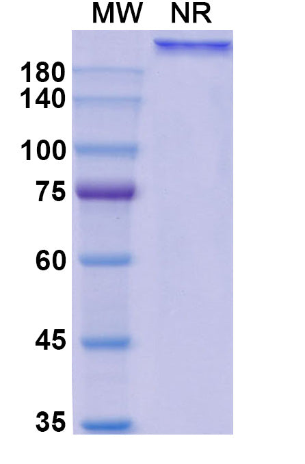 Anti-Human CD20 Reference Antibody (Ocaratuzumab) – Figure 1 of 1