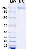 Anti-Human MS4A1 & CD3E Bispecific Reference Antibody (Mosunetuzumab) – Figure 1 of 2