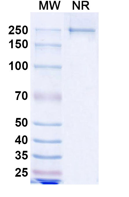 Anti-Human MS4A1 & CD3E Bispecific Reference Antibody (Mosunetuzumab) – Figure 1 of 2