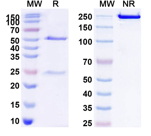 Anti-Human CD20/MS4A1 Reference Antibody (MT-3724) – Figure 1 of 1