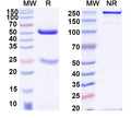 SDS-PAGE for Anti-Human CD20/MS4A1 Antibody (SAA2209)