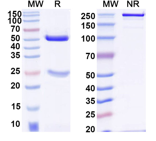 SDS-PAGE for Anti-Human CD20/MS4A1 Antibody (SAA2210)