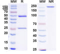 SDS-PAGE for Anti-Human EDB/EDB-FN Antibody (SAA1375).