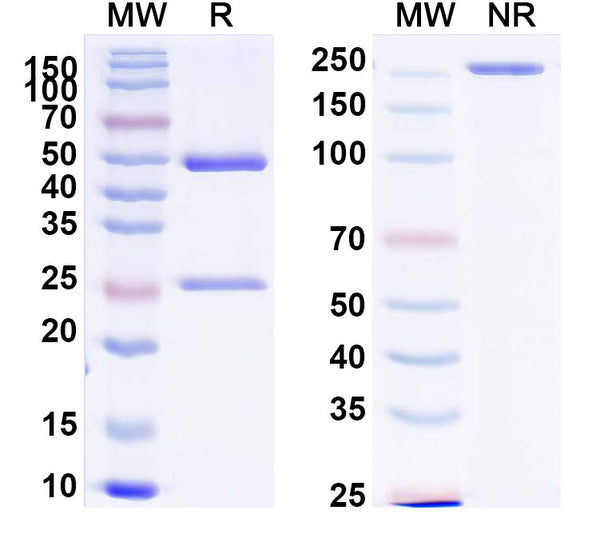 SDS-PAGE for Anti-Human EDB/EDB-FN Antibody (SAA1375).