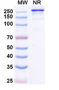 Anti-Human Fibronectin Reference Antibody (Micvotabart) – Figure 1 of 1