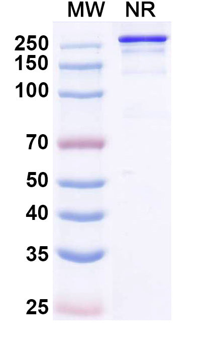 Anti-Human Fibronectin Reference Antibody (Micvotabart) – Figure 1 of 1