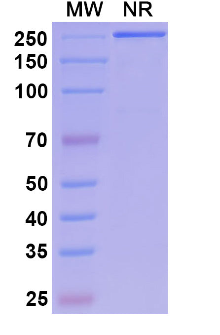 Anti-Human PDGF R beta Reference Antibody (Rinucumab) – Figure 1 of 1