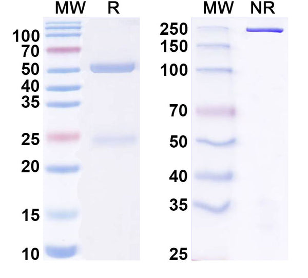 SDS-PAGE for Anti-Human Gal-1/LGALS1 Antibody (8A12)