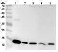 Western blot analysis was performed using anti-Galectin-1 polyclonal antibody at 1μg/ml on various samples.
Lane 1: NIH3T3 cell lysate
Lane 2: PC-12 cell lysate
Lane 3: LO2 cell lysate
Lane 4: U2OS cell lysate
Lane 5: HCT116 cell lysate