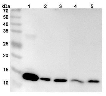 Western blot analysis was performed using anti-Galectin-1 polyclonal antibody at 1μg/ml on various samples.
Lane 1: NIH3T3 cell lysate
Lane 2: PC-12 cell lysate
Lane 3: LO2 cell lysate
Lane 4: U2OS cell lysate
Lane 5: HCT116 cell lysate