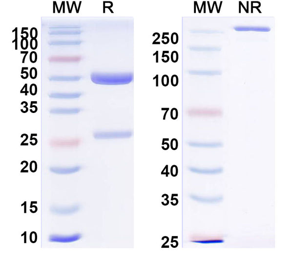 SEC-HPLC detection for Anti-Human AFP/Alpha-fetoprotein Antibody (AF5).