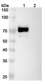 Anti-Human Alpha-Fetoprotein/AFP Reference Antibody (Tacatuzumab) – Figure 1 of 6