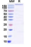 Recombinant Human CD222/IGF2R Protein, C-His