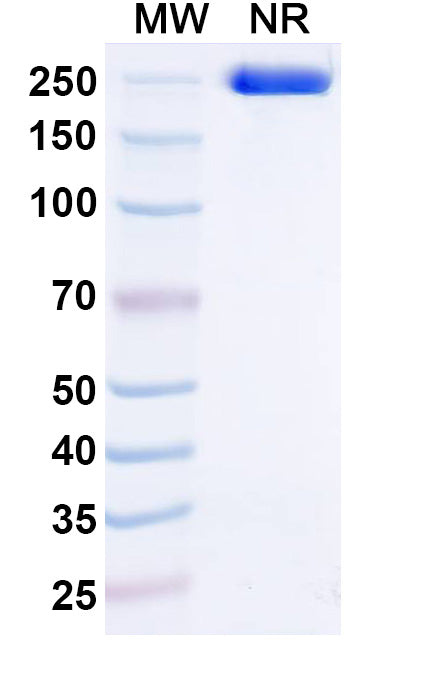 Anti-Human ErbB2/Her2 Reference Antibody (Trastuzumab) – Figure 1 of 1