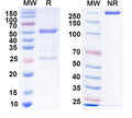 SDS-PAGE for InVivoMAb Anti-hERBB2/HER-2 & mCD3e Bispecific Antibody (Iv0230)