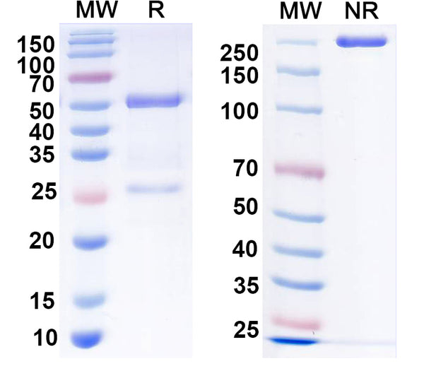 SDS-PAGE for InVivoMAb Anti-hERBB2/HER-2 & mCD3e Bispecific Antibody (Iv0230)
