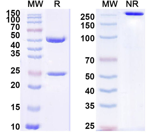 SDS-PAGE for InVivoMAb Anti-Human ERBB2/HER-2 & CD3e Bispecific Antibody (Iv0231)
