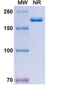 Anti-Human ErbB2/Her2 Reference Antibody (Timigutuzumab) – Figure 1 of 2
