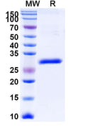 Anti-Human CD340/ERBB2/HER2 Reference Antibody (Gancotamab) – Figure 1 of 1